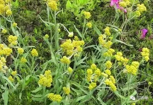 农村一种野草,被称为"草中燕窝",还可以祛除风湿,止咳