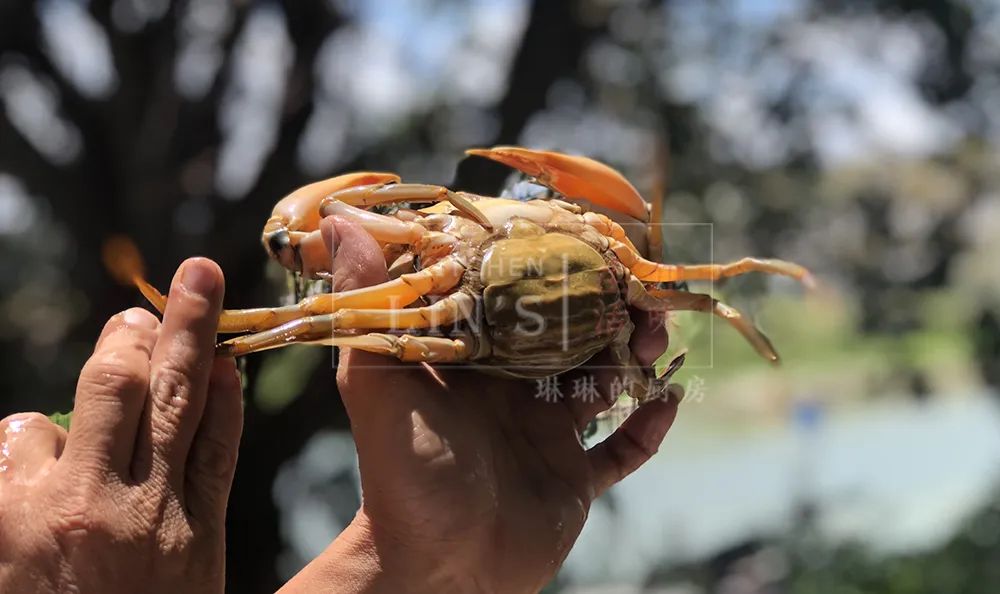 視頻黃油蟹駕到盛夏壕禮