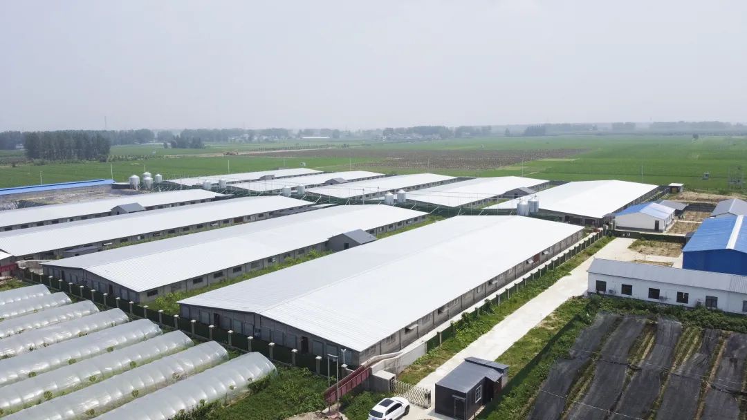 【走向我们的小康生活】产业发展篇—单桥镇