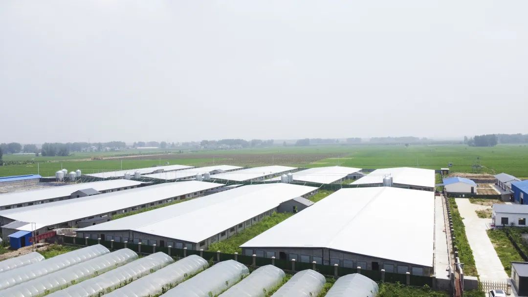 【走向我们的小康生活】产业发展篇—单桥镇