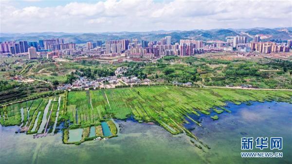 与威宁县城紧紧相依的草海(6月10日摄 无人机照片).