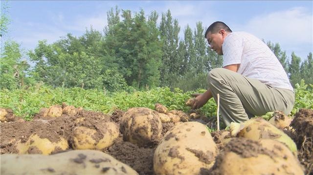 35秒｜潍坊青州市：马铃薯喜获丰收 农民笑开颜