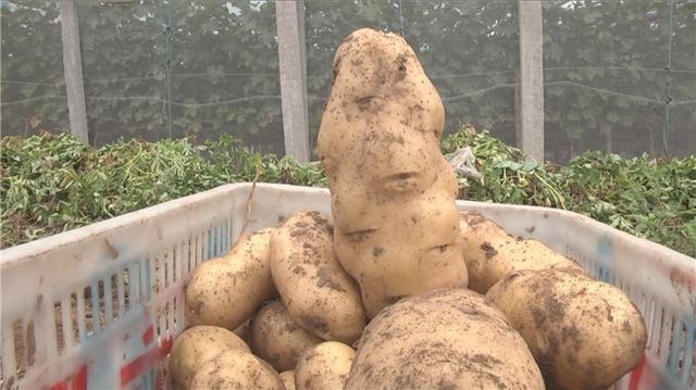35秒｜潍坊青州市：马铃薯喜获丰收 农民笑开颜
