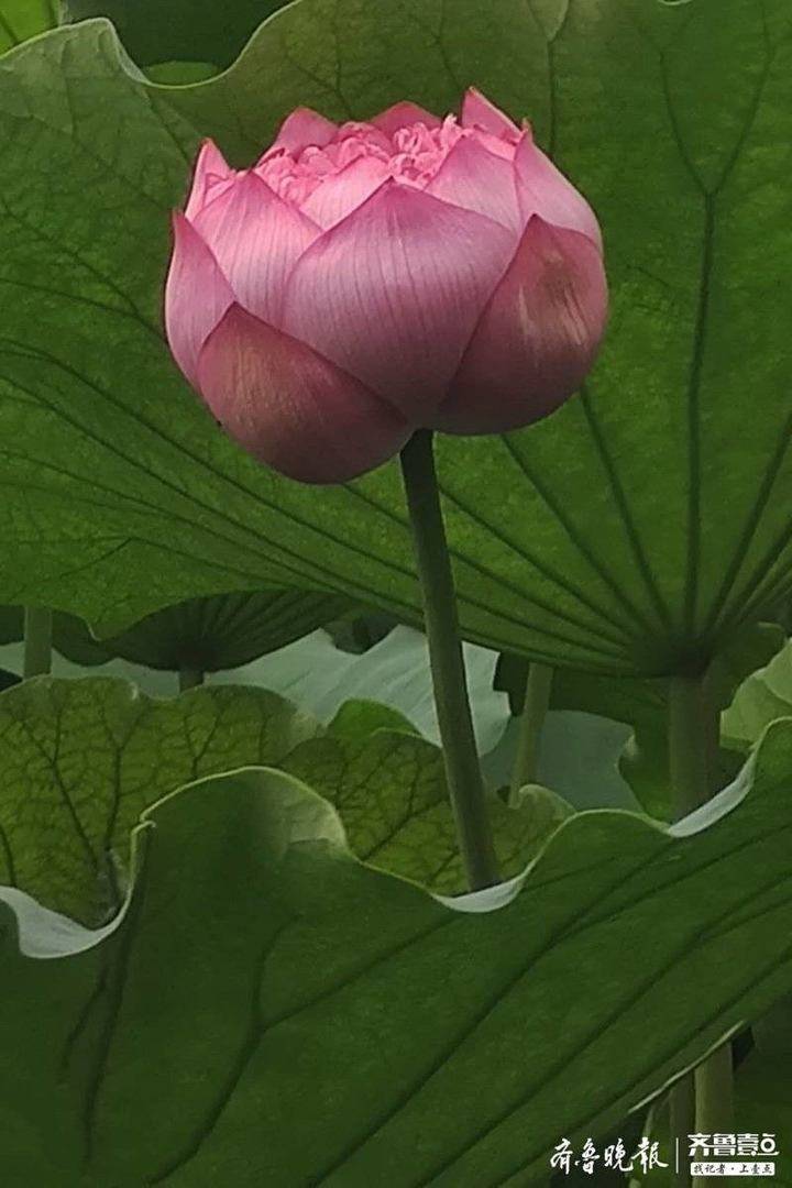 "重台,是花托未瓣化,雌蕊已瓣化的品种.