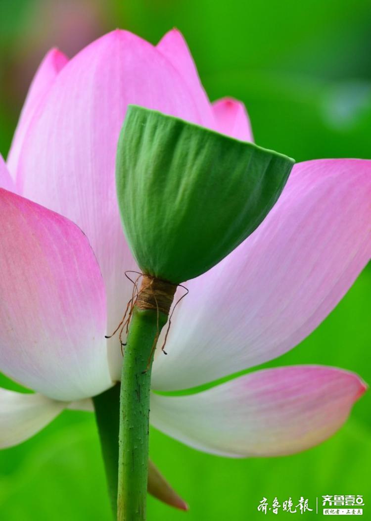 大明湖荷花节首批莲子刚长成