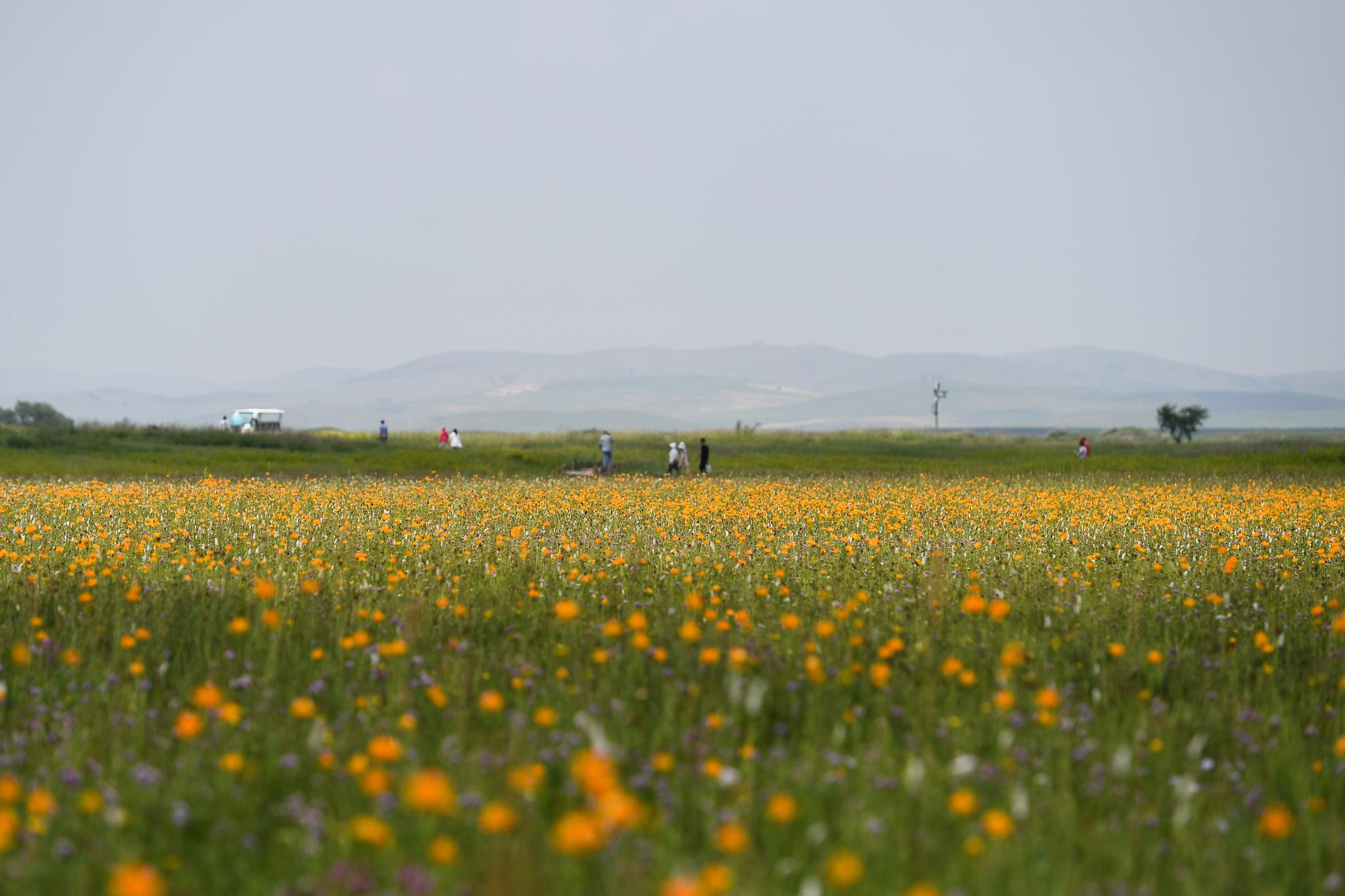 盛夏金莲川美景|金莲川草原|上都河|无人机_新浪新闻
