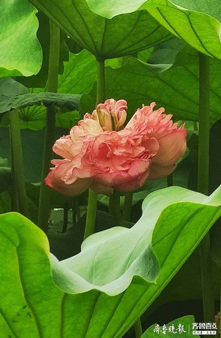 大明湖南门有一片红色重台莲正在盛开