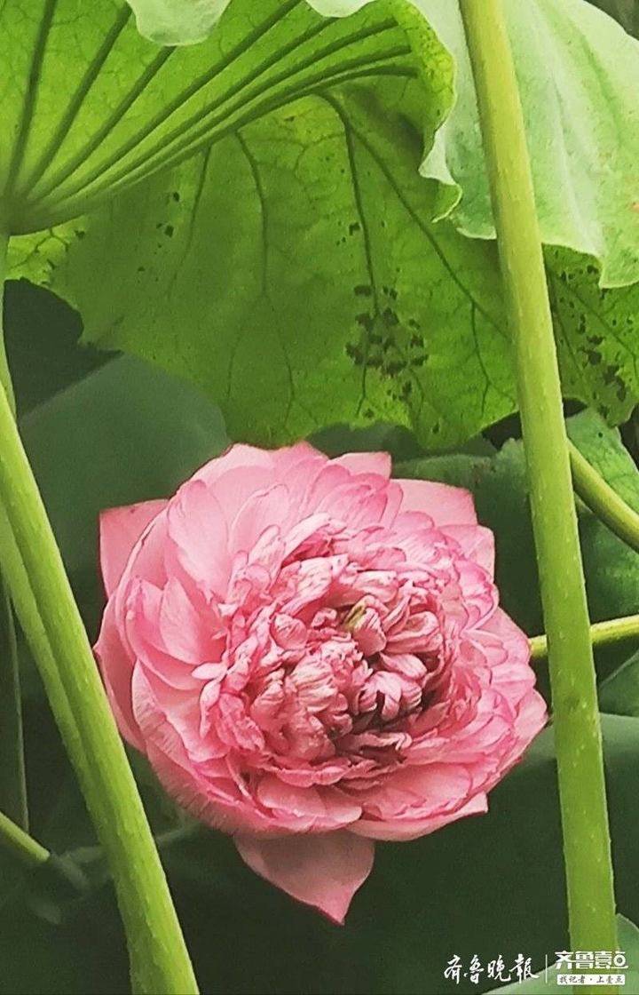 大明湖南门有一片红色重台莲正在盛开