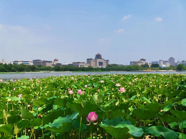 2020年7月21日,農曆大暑在即,北京蓮花池公園荷花盛開,美景迷人.