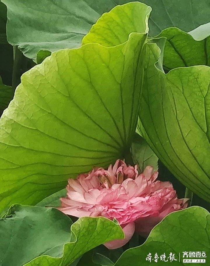 "重台,是花托未瓣化,雌蕊已瓣化的品种.