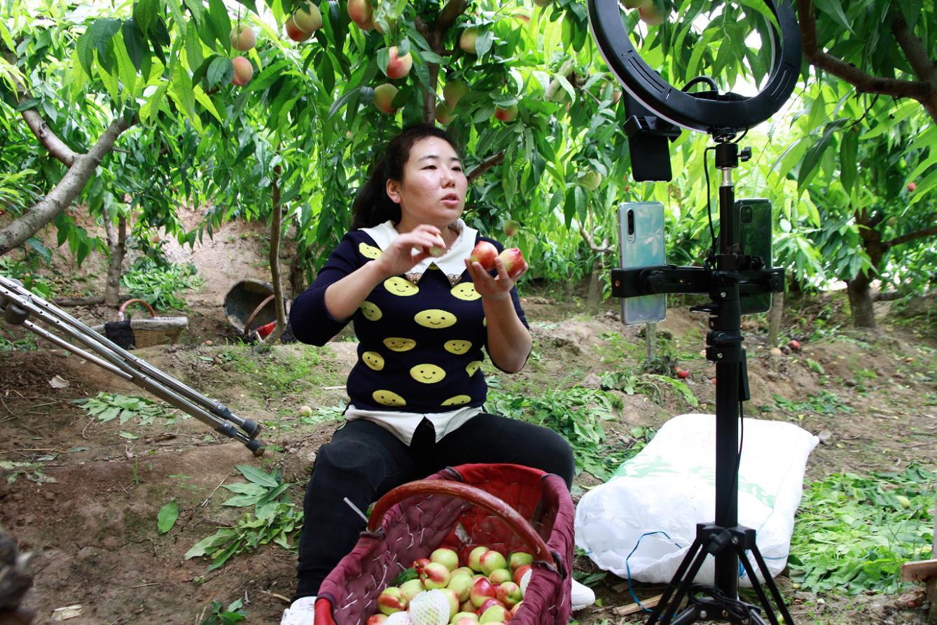 马宁为乡亲们的油桃进行直播(本文图片由大荔县委宣传部提供)自6月份