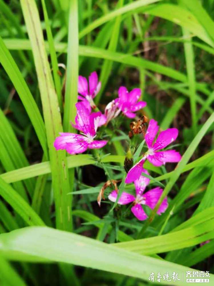 昆嵛山深处的小花,清新脱俗|李春英|昆嵛山|烟台_新浪新闻