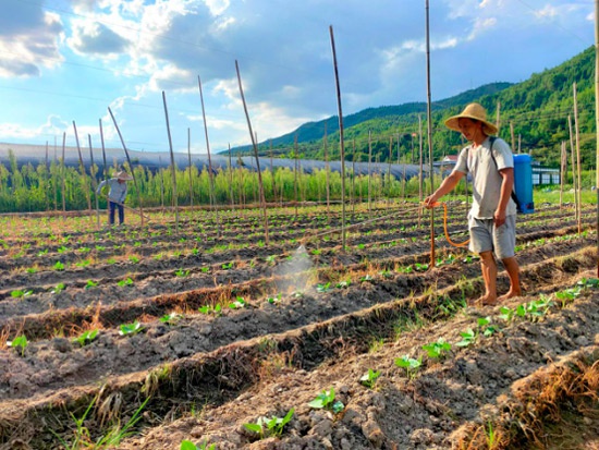 陈春元在菜地里给菜苗杀虫 (肖玉 摄)