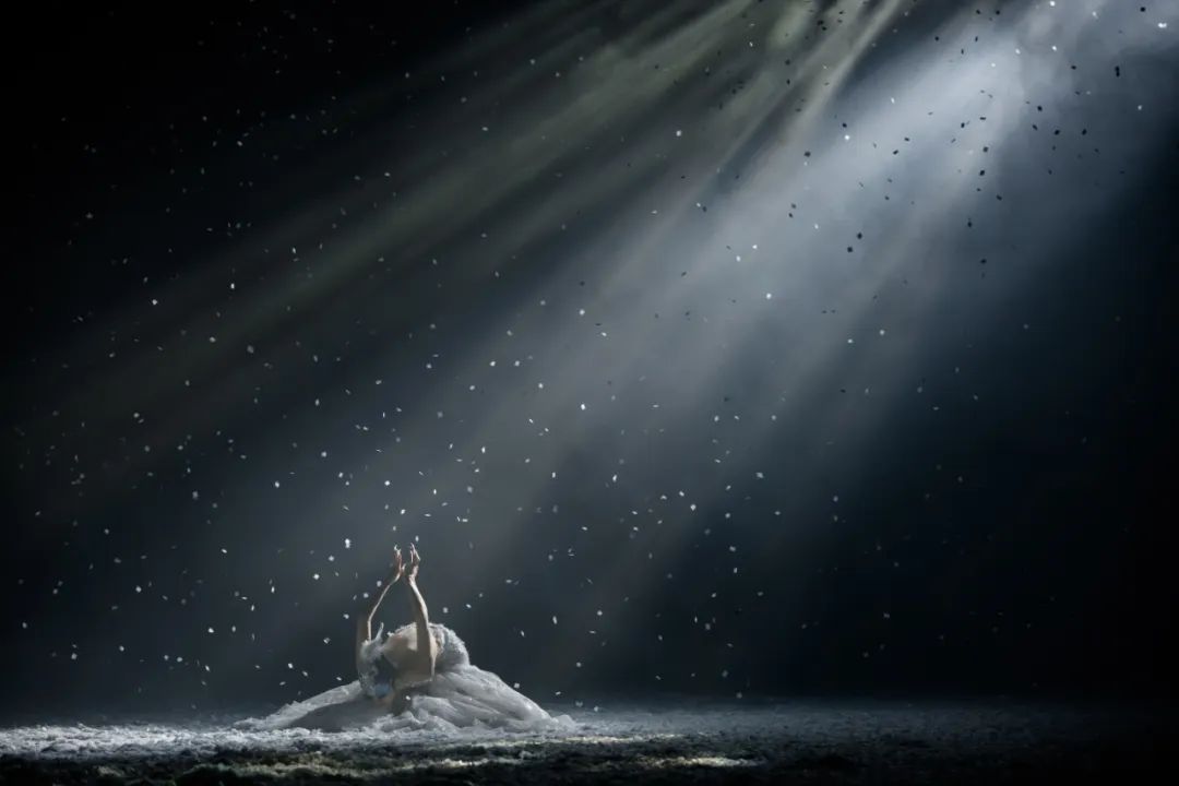 杨丽萍孔雀迟暮