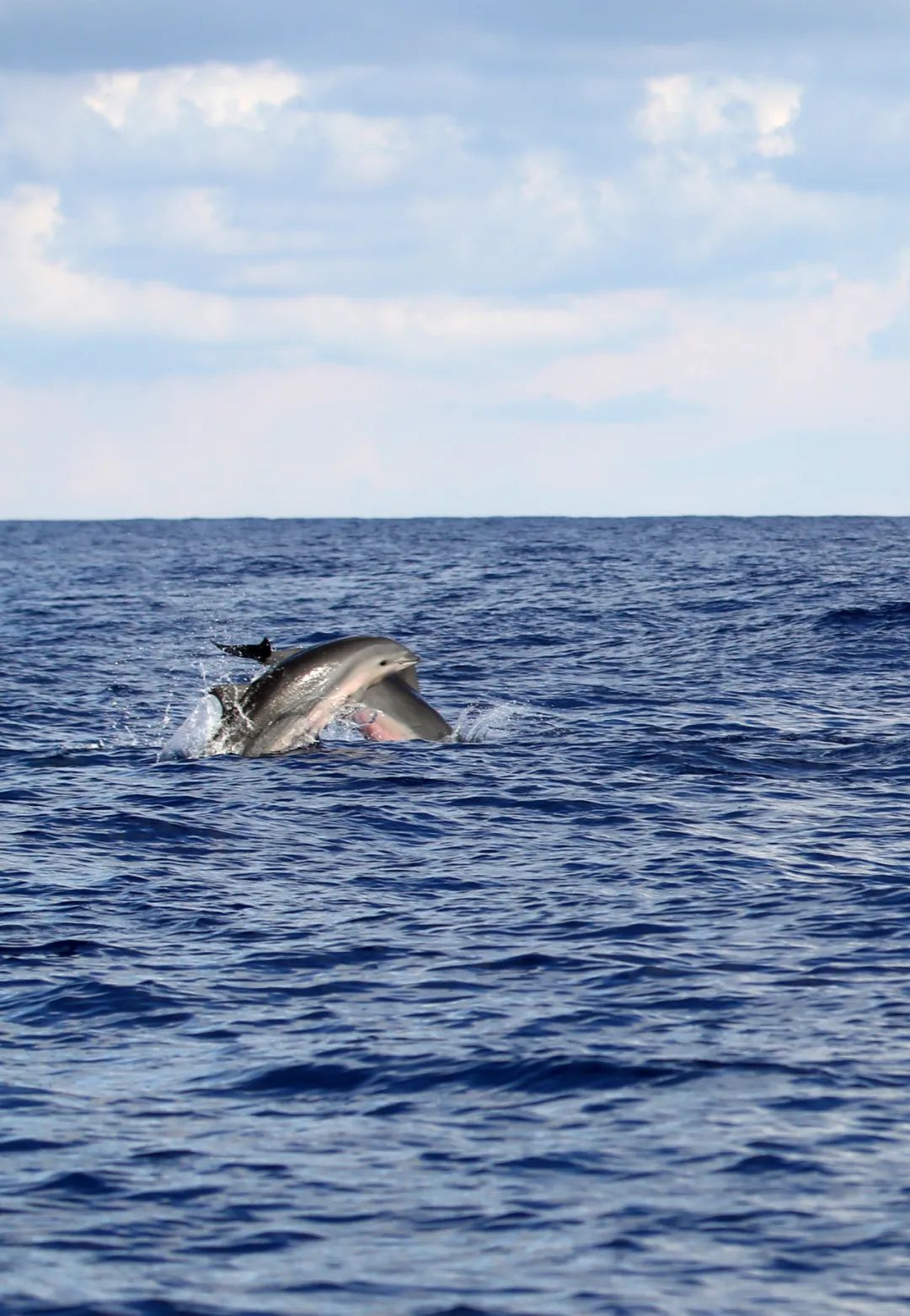 鲸鱼海豚南海组cp?混游画面又美又萌!