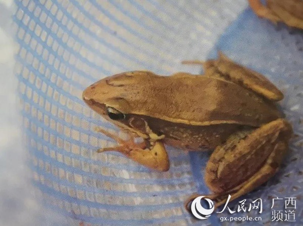 环江4名男子抓了116只野生蛙被判刑