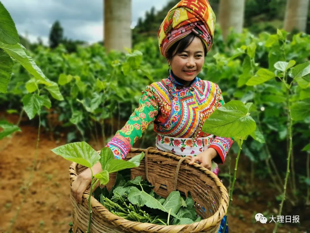 蚕花娘子采桑忙