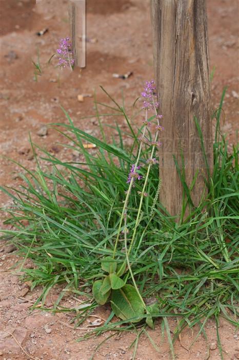 鸡脚参,见过吗?能祛风除湿,镇痛化积,接骨生肌