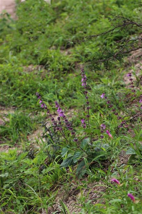 鸡脚参,见过吗?能祛风除湿,镇痛化积,接骨生肌
