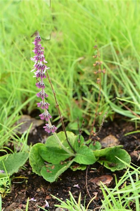 鸡脚参,见过吗?能祛风除湿,镇痛化积,接骨生肌