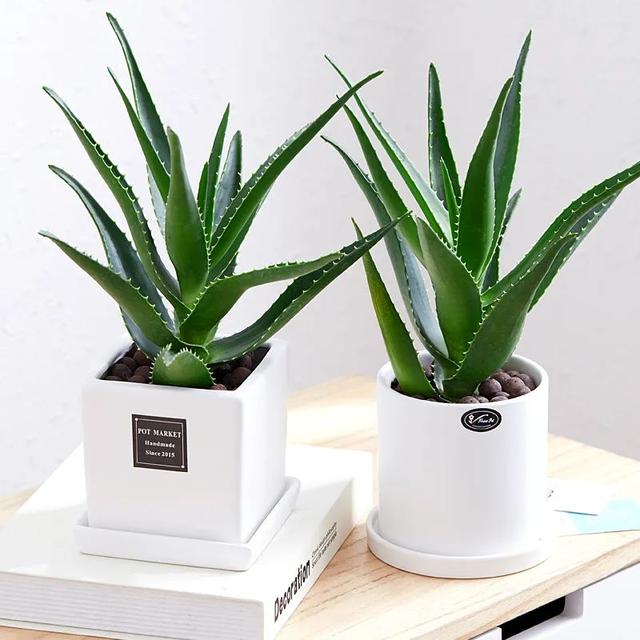 芦荟喜欢生长在沙质土壤中,如果你家的芦荟在浇水之后,水一直无法彻底