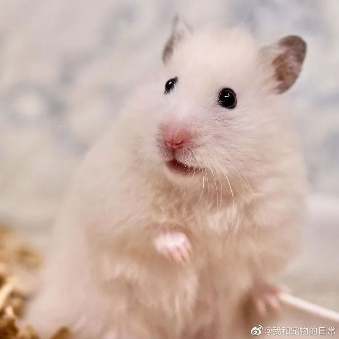 你看他还会捧脸子,金丝熊崽崽可爱死我了!