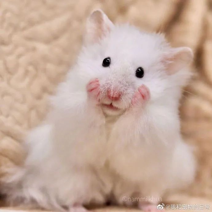 你看他还会捧脸子,金丝熊崽崽可爱死我了!