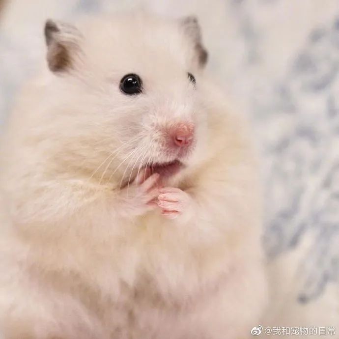 你看他还会捧脸子,金丝熊崽崽可爱死我了!