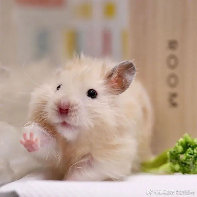 你看他还会捧脸子,金丝熊崽崽可爱死我了!