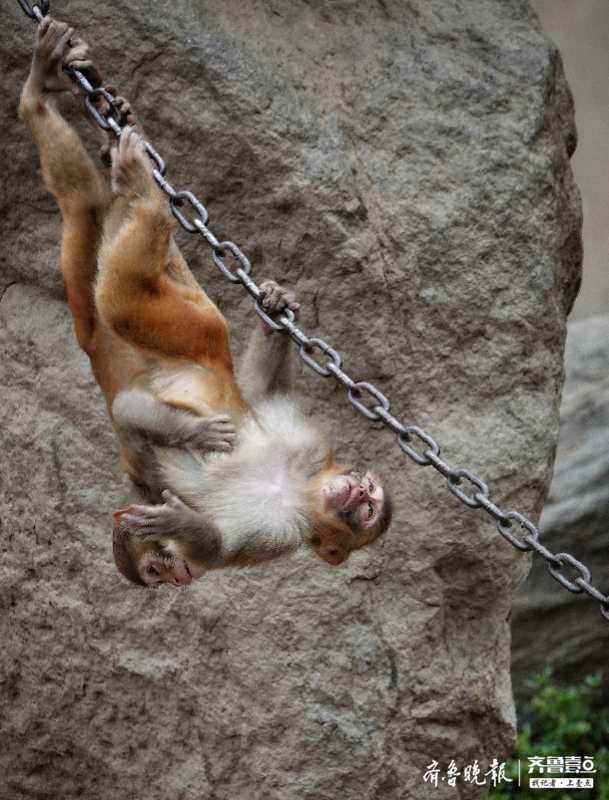 动物园内,两只小猴倒挂金钟