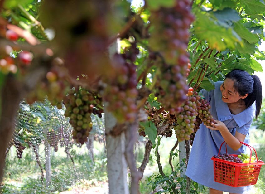 江西抚州市东乡区葡萄丰产又丰收水果采摘醉游人