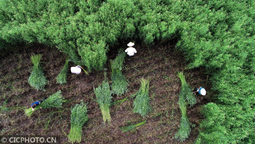 正文   盛夏时节,被誉为"中国杞柳之乡"的山东省临沂市郯城县10万余亩