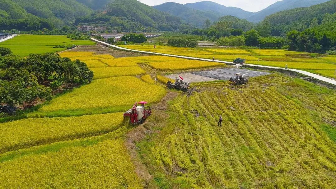 走向我们的小康生活:农民庆丰收 三星谷满仓