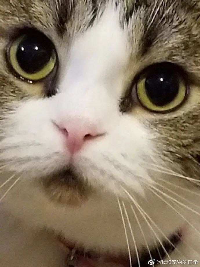 永远惊讶中的猫子嘴巴下方一撮毛毛太可爱了