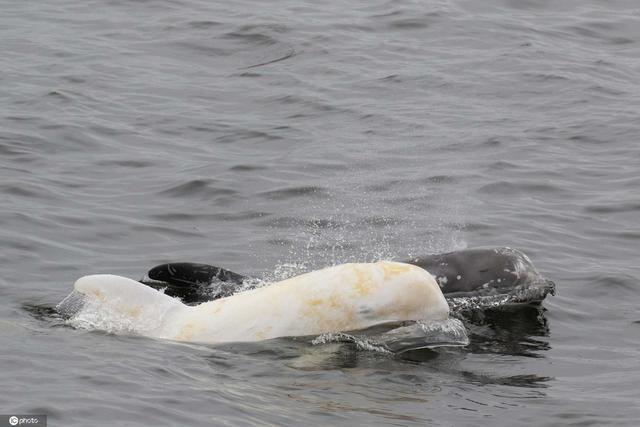 美国加州海域现罕见白化海豚 与同伴游泳尤为显眼