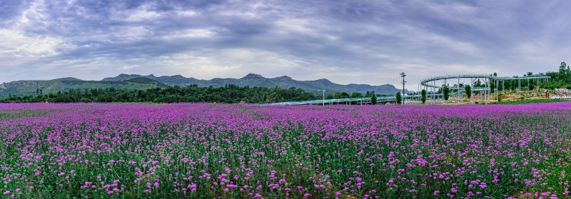 青州十景|杏林花坞，来此放逐心灵、回归本真