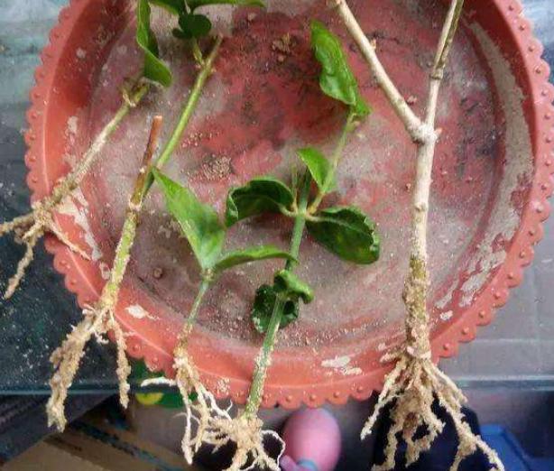 夏天扦插茉莉花学会几个小窍门插一棵活一棵