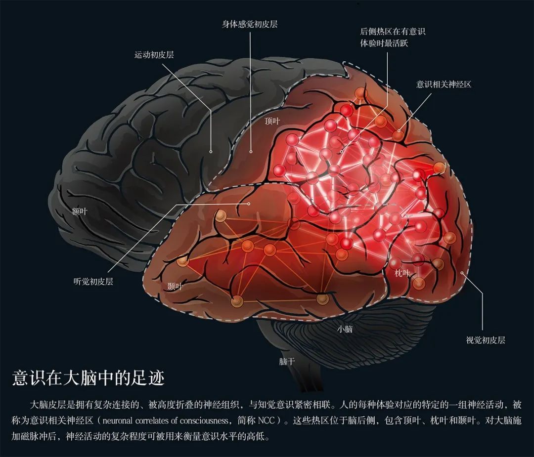艾伦脑科学研究所所长:意识是什么?延续数千年的谜题,正在接近破解
