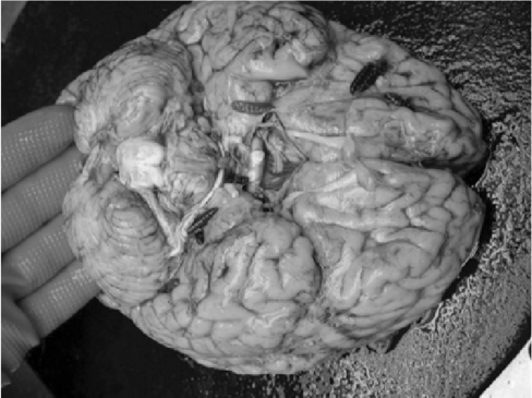 天哪这只鹿脑袋被蛆啃了个洞