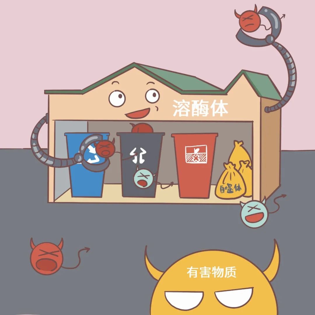 人的细胞里,竟然有垃圾回收站,可能是保持年轻的关键