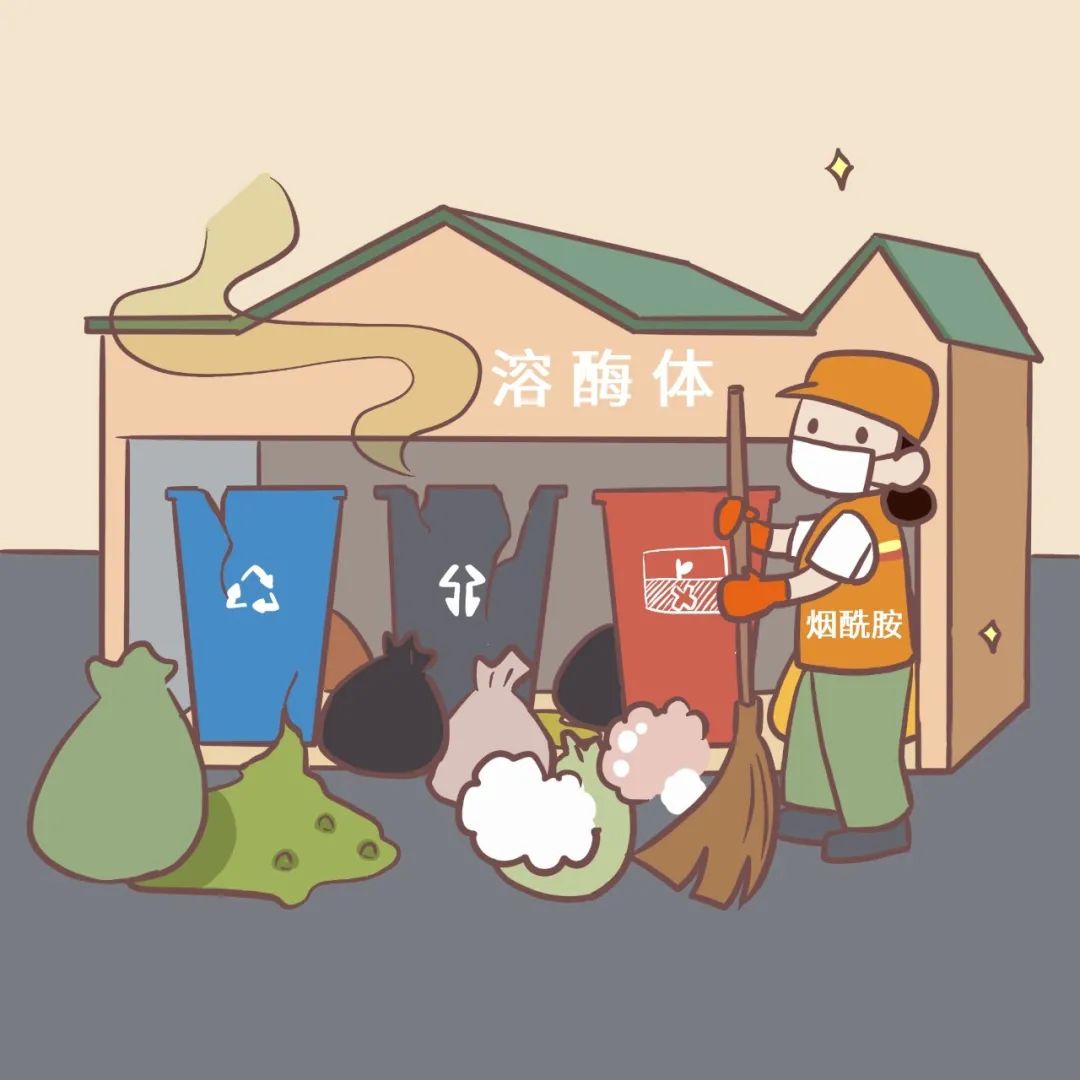 人的细胞里,竟然有垃圾回收站,可能是保持年轻的关键