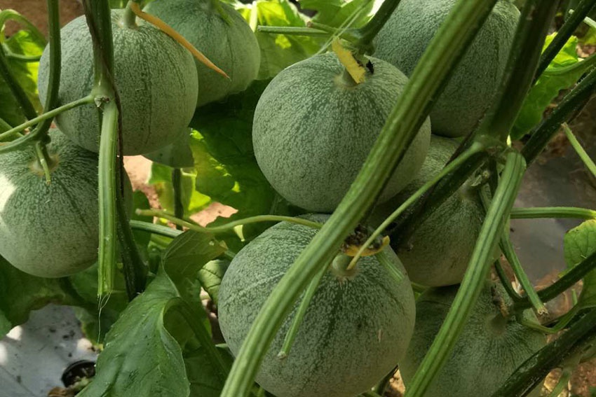 阜新"翠宝"香瓜:新鲜绿色 香甜爽口