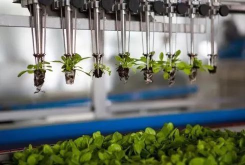 荷兰的玻璃温室,植物工厂