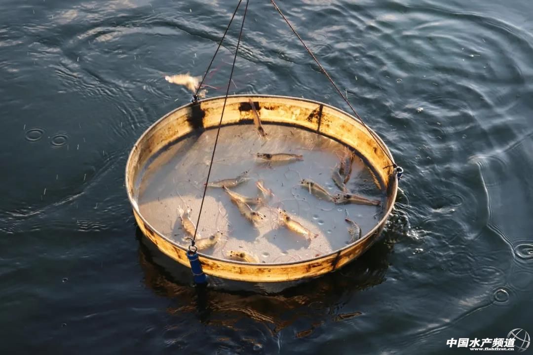 土塘平均亩产超1000斤这群年轻养虾人靠什么养殖成功