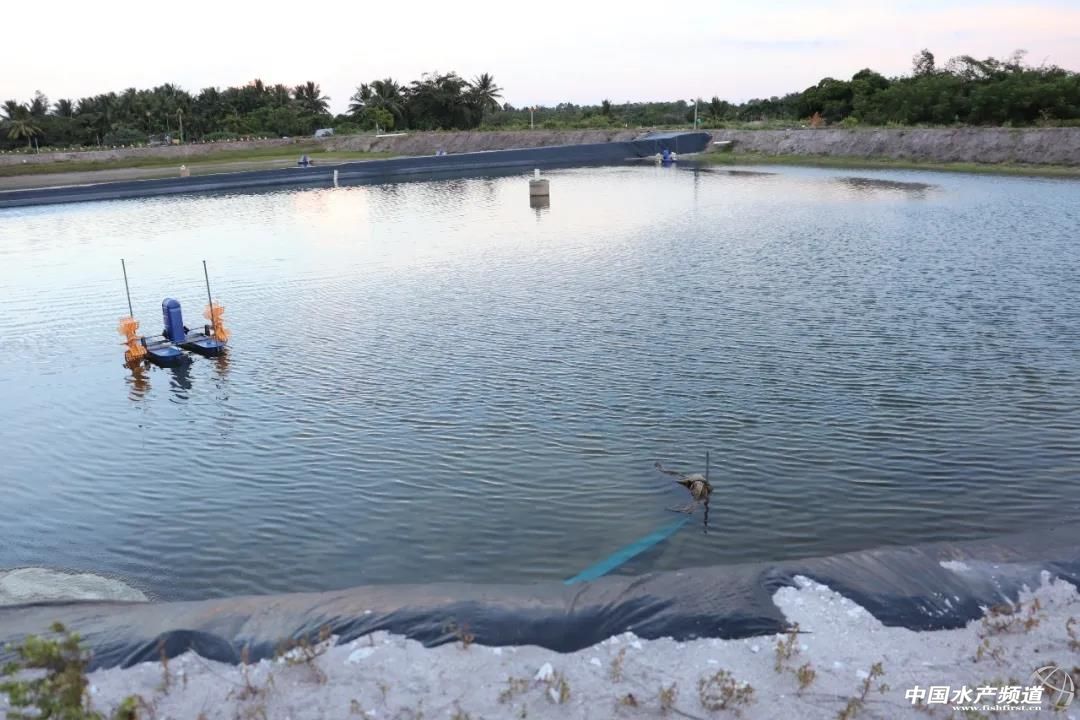 土塘平均亩产超1000斤这群年轻养虾人靠什么养殖成功