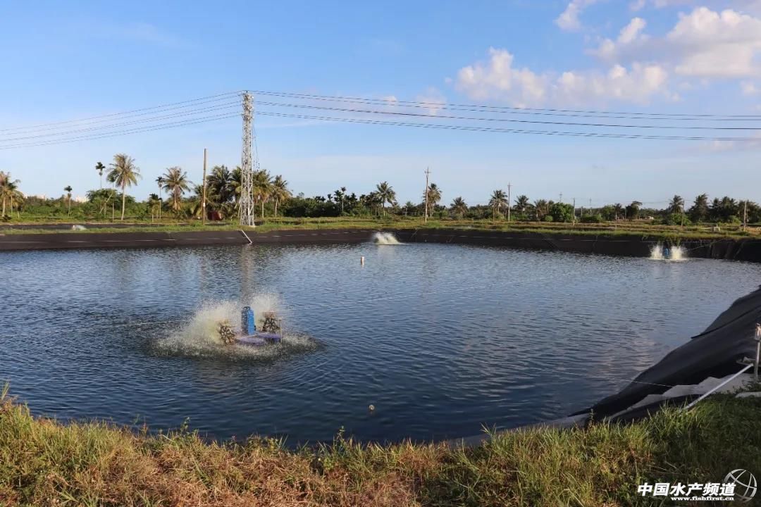 养殖基地中的塘口了解后得知,众人的池塘分布在福田镇周边,虽相距不远