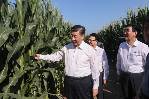  2020年7月22日，习近平来到吉林省四平市梨树县国家百万亩绿色食品原料（玉米）标准化生产基地核心示范区考察。新华社记者 王晔 摄