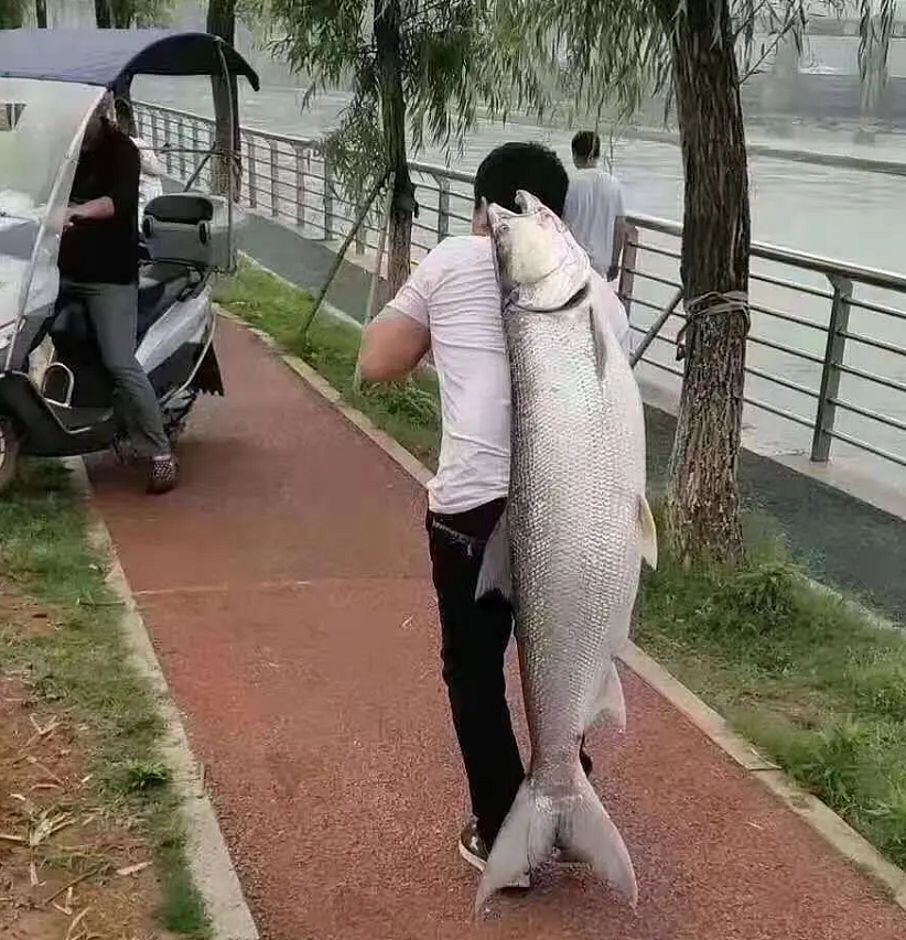 洪水后有人在岸边"捡鱼"背走,图片来自网络