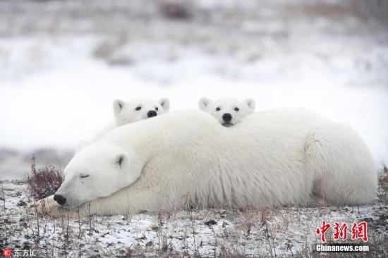 资料图：全球气候变暖危机加剧，北极熊无疑是受威胁最大的物种之一。
