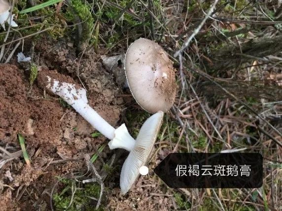 拟灰花纹鹅膏菌